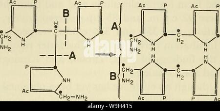 Archiv Bild ab Seite 553 von Strömen in der biochemischen Forschung, 1956;. Strömungen in der biochemischen Forschung, 1956; siebenundzwanzig Aufsätze Dokumentation der bisherige Kurs der biochemischen Forschung und unter Berücksichtigung der engen Beziehung der Biochemie, Medizin, Physiologie und Biologie currentsinbioche 1956 gree Jahr: 1956 (DAVID SHEMIN zu einem prophyrin der III-Serie. Bei der Bildung der porphyrin der III-Serie ist aus Abbildung 6 ersichtlich, dass es notwendig ist, ein Kohlenstoffatom compound zu verlieren, da es gibt drei aminomethyl Seitenketten und nur zwei sind erforderlich zu kondensieren die Stockfoto