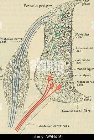 Archiv Bild ab Seite 553 von Cunningham's Lehrbuch der Anatomie (1914) Stockfoto