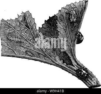 Archiv Bild von Seite 555 eines Handbuchs für die Studie Stockfoto