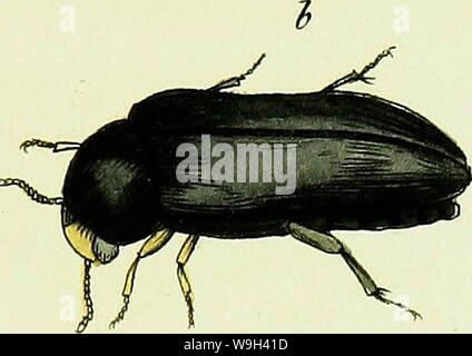 Archiv Bild ab Seite 558 von ROHSTOFFWIRTSCHAFTLICHE Britannica sistens insecta. Rohstoffwirtschaftliche Britannica: sistens insecta Britanniae Indigena, secundum methodum Linnaenam: disposita Tomus I. Coleoptera CUbiodiversity 1290508 Jahr: 1802 (Pl.W. M® ia, i2iai] LA. X, ylV. JroTaaKi. Stockfoto