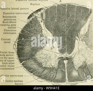 Archiv Bild ab Seite 558 von Cunningham's Lehrbuch der Anatomie (1914) Stockfoto