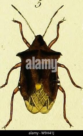 Archiv Bild ab Seite 553 Eine Einführung in die Entomologie, oder, Stockfoto