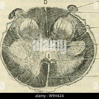 Archiv Bild ab Seite 558 von Cunningham's Lehrbuch der Anatomie (1914) Stockfoto