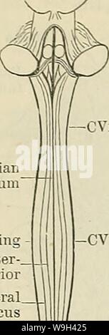 Archiv Bild ab Seite 555 von Cunningham's Lehrbuch der Anatomie (1914) Stockfoto