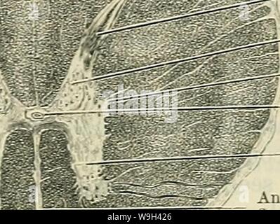 Archiv Bild ab Seite 558 von Cunningham's Lehrbuch der Anatomie (1914) Stockfoto