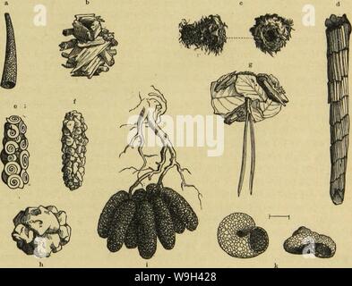 Archiv Bild ab Seite 558 von Kämpfen, Tausendfüssler und Spinnen sterben. Sterben Kämpfen, Tausendfüssler und Spinnen CUbiodiversity Jahr: 1877 1123035 (eftrieintc Äödjeifticge. 501 In bcm Otiitfcn bie. fiiemctifäbcn unb Bin@NBC3 tuei SKcifdjjäbfdjcn. 2 Int keinen Gefallen bic grofjcn Äobfe fdjhwjcn 9 Tugen, geb. Löwen 2 (rt Bon dmabcl unb Barüber ein § aarbüfd) e (auf. 2) KN-crjnabet bilbcn jluci fidj Ivcujenbe. gmfen Bon brauner 3 Farbe unter Ber borfbringenben fteifdjigen Obcrtibbc; fie [teilen, roie e § fdjeint, ben Oberficfer bar unb Bienen roofji jutn Sutrdjbrcdjen bei ttterS, Benn beim 9 Tu § fd) tübf Stockfoto