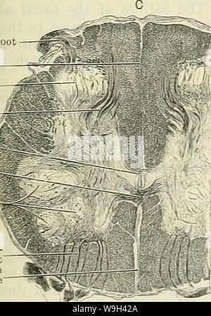 Archiv Bild ab Seite 558 von Cunningham's Lehrbuch der Anatomie (1914) Stockfoto