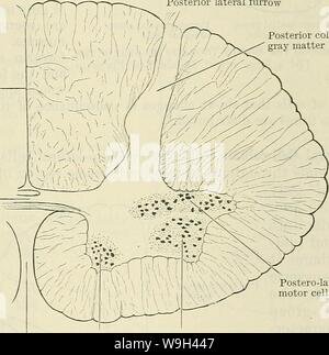 Archiv Bild ab Seite 562 von Cunningham's Lehrbuch der Anatomie (1914). Cunninghams Lehrbuch der Anatomie cunninghamstextb 00 cunn Jahr: 1914 (die GEAY MATTEB DES RÜCKENMARK MEDULLA. 529 Die Anordnung der Axone der großen Mehrheit der Motor Zellen, es sollte darauf hingewiesen werden, dass ein paar Kreuz der Medianebene in der Anterioren white Commissure und in der Fila des Ursprungs des gegenüberliegenden vorderen Nerv - Wurzel entstehen. Die ventrale Zellen sind nicht gleichmäßig auf den gesamten vorderen Spalte der grauen Substanz verteilt. Sie sind aggregierte enger zusammen in bestimmten Teilen der anterioren Spalte und damit f Stockfoto