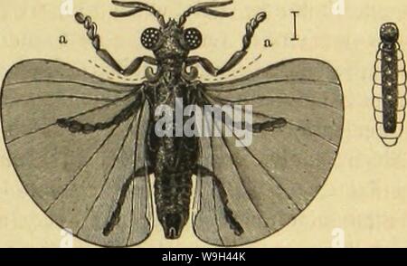 Archiv Bild ab Seite 560 von Kämpfen, Tausendfüssler und Spinnen sterben. Sterben Kämpfen, Tausendfüssler und Spinnen CUbiodiversity Jahr: 1877 1123035 ($ ccfg Mib 9 fi's 3' [, mci" 6 Göreme. 503 Sie tvetofiütercn mürben lange 3' t miv Bon ben Snglänbcrn bcr trägeren Setradjtuttg getuürbigt, biz Ujuen öon Seutfdjen Siebolb unter Ben bor Nonne langer als 1963 Sicrteljat) r = t; unbcvtc feine befoubcre 2 ltifiuertfamfcit fcfjcufte, it) r SBefen mit (Stfex ftubirte unb mandje Ben fjorfdjern Biz batjin entgangene SBaljrfjeit aufbecfte. Sie mannlidjen Quoten ober bie fange ber=faunten tüurmförmigen 2 öeibd) en, l Stockfoto