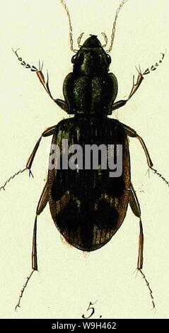 Archiv Bild ab Seite 566 Der Iconographie et Histoire Naturelle des. Iconographie et Histoire Naturelle des coléoptères d'Europa; CUbiodiversity Jahr: 1829 1128626-9557 (t4 Stockfoto