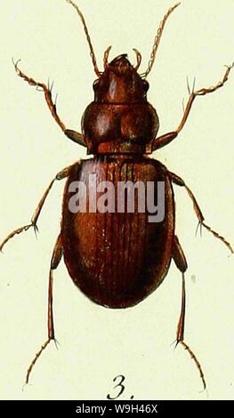 Archiv Bild ab Seite 566 Der Iconographie et Histoire Naturelle des. Iconographie et Histoire Naturelle des coléoptères d'Europa; CUbiodiversity 1128626-9557 Jahr: 1829 ( Stockfoto