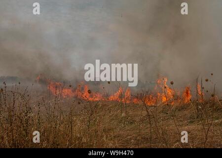 Rom, Italien. 13 Aug, 2019. Ein weiteres Feuer in einem öffentlichen Park. (Foto von Claudio Sisto/Pacific Press) Quelle: Pacific Press Agency/Alamy leben Nachrichten Stockfoto