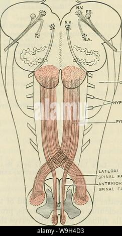 Archiv Bild ab Seite 578 von Cunningham's Lehrbuch der Anatomie (1914) Stockfoto