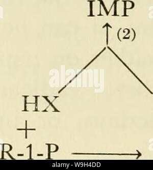 Archiv Bild ab Seite 577 von Strömen in der biochemischen Forschung, 1956;. Strömungen in der biochemischen Forschung, 1956; siebenundzwanzig Aufsätze Dokumentation der bisherige Kurs der biochemischen Forschung und unter Berücksichtigung der engen Beziehung der Biochemie, Medizin, Physiologie und Biologie currentsinbioche 1956 gree Jahr: 1956 (G. ROBERT GREENBERG tionation des Systems würde schließlich zeigen E a auf Seite Produkt sein. Spezifische Radioaktivität Messungen nicht in sich selbst beweisen, dass eine zusammengesetzte ist ein Zwischenprodukt. Also bei der Untersuchung der Umstellung der Hypoxanthin-guanin zu inosinic Acid der Autor (12) Die fo gefunden Stockfoto