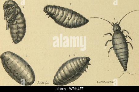 Archiv Bild von Seite 583 des moeurs et Métamorphoses Instinkte des Stockfoto