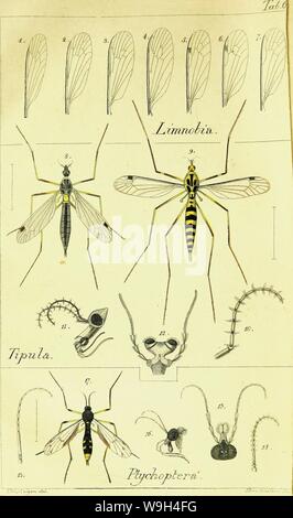 Archiv Bild ab Seite 579 der Systematische Beschreibung der bekannten europäischen. Systematische Beschreibung der bekannten europäischen zweiflügeligen Kämpfen CUbiodiversity 1125517-9534 Jahr: 1818 ( Stockfoto