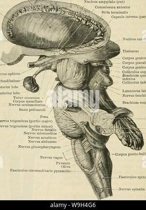 Archiv Bild ab Seite 579 von Cunningham's Lehrbuch der Anatomie (1914) Stockfoto