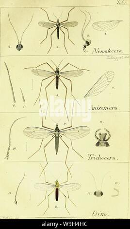 Archiv Bild ab Seite 581 der Systematische Beschreibung der bekannten europäischen. Systematische Beschreibung der bekannten europaÌischen zweifluÌgeligen kämpfen CUbiodiversity 1125517-9534 Jahr: 1818 (j'r - ri. Â' J tat ein -:' â â Stockfoto