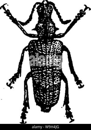 Archiv Bild von Seite 588 eines Handbuchs für die Studie Stockfoto