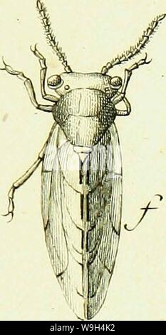 Archiv Bild ab Seite 588 von Histoire abregée des Insectes (1762) Stockfoto