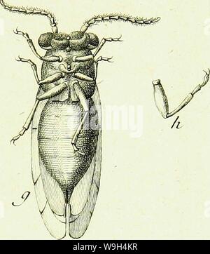 Archiv Bild ab Seite 588 von Histoire abregée des Insectes (1762) Stockfoto