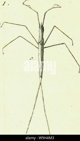 Archiv Bild ab Seite 588 von Histoire abregée des Insectes (1762) Stockfoto