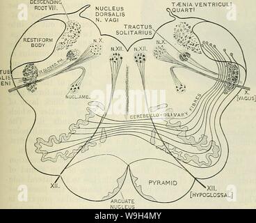 Archiv Bild ab Seite 590 von Cunninghams Lehrbuch der Anatomie (1914) Stockfoto