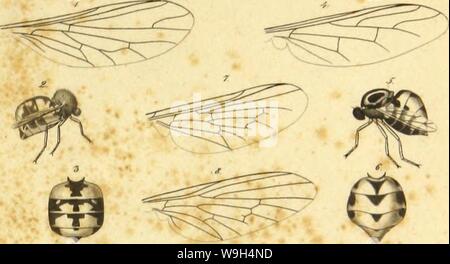 Archiv Bild ab Seite 590 der Wiener entomologische Monatschrift (1857) Stockfoto