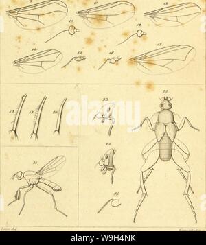 Archiv Bild ab Seite 590 der Wiener entomologische Monatschrift (1857) Stockfoto