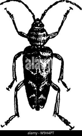 Archiv Bild von Seite 590 eines Handbuchs für die Studie Stockfoto