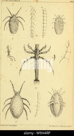 Archiv Bild ab Seite 592 der Wiener entomologische Monatschrift (1857) Stockfoto