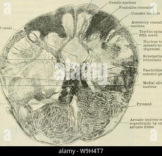 Archiv Bild ab Seite 592 der Cunningham Lehrbuch der Anatomie (1914) Stockfoto