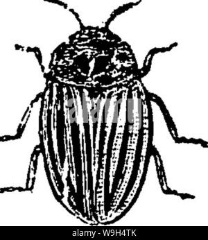 Archiv Bild von Seite 595 eines Handbuchs für die Studie Stockfoto