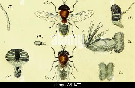 Archiv Bild ab Seite 595 der Systematische Beschreibung der bekannten europäischen. Systematische Beschreibung der bekannten europaÌischen CUbiodiversity zweifluÌgeligen kämpfen Jahr: 1818 1125517-9534 (HmmdbtoTQotd HexÃ ¤ tc m M&cm -&gt; - /'''::.:.,;,.. r-- &Lt;? -&lt; UZ-cyi-i Stockfoto