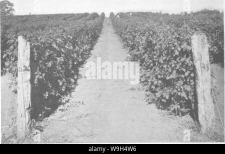 Archiv Bild ab Seite 592 Der Enzyklopädie von praktischen Gartenbau; Stockfoto