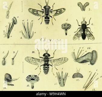 Archiv Bild ab Seite 595 der Systematische Beschreibung der bekannten europäischen. Systematische Beschreibung der bekannten europäischen zweiflügeligen Kämpfen CUbiodiversity 1125517-9534 Jahr: 1818 (Tat,. 1.4. HmmdbtoTQotd Stockfoto