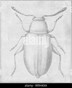 Archiv Bild ab Seite 598 Der Enzyklopädie von praktischen Gartenbau; Stockfoto