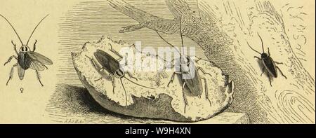 Archiv Bild ab Seite 598 von Kämpfen, Tausendfüssler und Spinnen sterben. Sterben Kämpfen, Tausendfüssler und Spinnen CUbiodiversity Jahr: 1877 1123035 (t&gt; cutfd) c&lt;Sd) cibc. 535 boljmifdjen laäljüttenbcfi & ern a (ü üagelöljuer bcrtoenbct foorben feien. 2 öte leidjt Fid) bie beut Jdje djabe (Blatta germanica), um "ueldje e § Fid) Ijier Ijanbelt, Bon meistvertretenen Orte} u Einems anbeten berfdjtebben Laffe, babon legt folgenbe Sljatfadje 3 eu 9. itiä ab. Sfn einer Stauern Ju 23 rc3 lau tjatten bie Schaben fo überfjanb genommen, bafj fie in ben Sifdjen wette SSierftuben umherliefen, ben äften Eine bie Äleiber troe Stockfoto