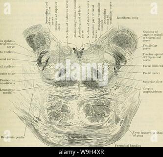 Archiv Bild ab Seite 598 von Cunningham's Lehrbuch der Anatomie (1914) Stockfoto