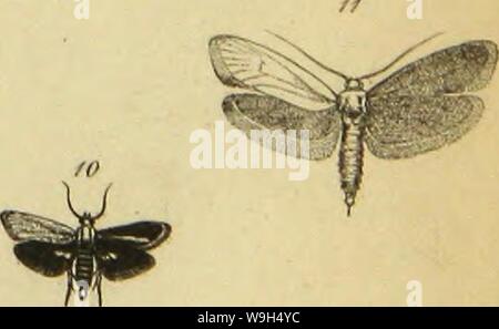 Archiv Bild ab Seite 598 der Wiener entomologische Monatschrift (1857) Stockfoto