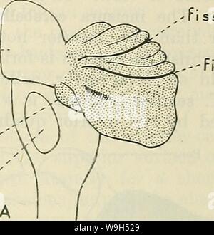 Archiv Bild ab Seite 606 von Cunningham's Lehrbuch der Anatomie (1914) Stockfoto