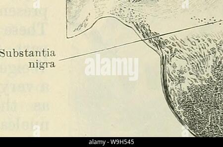 Archiv Bild ab Seite 620 von Cunninghams Lehrbuch der Anatomie (1914) Stockfoto