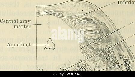 Archiv Bild ab Seite 620 von Cunninghams Lehrbuch der Anatomie (1914) Stockfoto