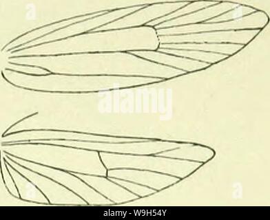 Archiv Bild ab Seite 620 von einem Handbuch der britischen Lepidoptera. Ein Handbuch der Britischen lepidoptera CUbiodiversity Jahr: 1895 1126142 (BSMMOOA] GELECHIADAE 611 mit Fuscous und Schwarz gesprenkelt; eine dunkle fuscous Markierung an der Basis der Costa; undeutlich Dunkel fuscous Flecken auf Costa vor und darüber hinaus Mitte; Stigmata schwärzlich, erste discal vor plical, fast mit ihm verbunden, zweite Konfluent mit einem dunklen fuscous tornal Spot; dunkle fuscous Terminal punkten. Hinterflügel 1, eher dunkel grau. Hat in letzter Zeit in London aufgetreten in der Nähe der Docks, nicht selten, zweifellos eingeführt, aber vielleicht die Gründung selbst; Stockfoto