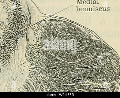 Archiv Bild ab Seite 620 von Cunninghams Lehrbuch der Anatomie (1914) Stockfoto