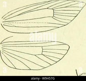 Archiv Bild von Seite 623 des Handbuchs der Britischen lepidoptera. Ein Handbuch der Britischen lepidoptera CUbiodiversity 1126142 Jahr: 1895 (614 ZINN KIN [hyferoallia Larve grünlich-grau; dorsale Linie weißlich; Dots Schwarz, weißlich-beringte; Kopf und 2 schwarz-gefleckt: in Spann schießt von Poly-Gala; 5. 3. PiiBtraoTA, Hb. Zunge entwickelt. Antennen f, in &lt; $ mäßig ciliated, Basal mit pecten. Labial Palpen extrem lang, zweite Gemeinsame sehr lang, gerade, porrected, mit Grob projizieren Waagen über und unter der gesamten, Terminal eher kurz. Fore - Flügel: 7 zu Termen. Hinterflügel 1, Elon Stockfoto