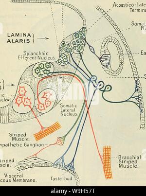 Archiv Bild ab Seite 626 von Cunningham's Lehrbuch der Anatomie (1914). Cunninghams Lehrbuch der Anatomie cunninghamstextb 00 cunn Jahr: 1914 (DAS TIEFE VERBINDUNGEN DES CEREBEAL NEEVES. 593 Gehirn-schaft. Diese Gruppe der Nucleus nervus hypoglossus umfasst, die abducens Nukleus und, im mesencephalon, die trochlea Nukleus und Teil des Okulomotorischen Kern.. Andere Kerne sind in der Form von isolierten Klumpen oder Spalten der grauen Substanz, die auf verschiedenen Ebenen in der Medulla oblongata und Pons in einem weiter lateral und tiefere Lage liegen. Sie sind der Nucleus ambiguus des acc Stockfoto