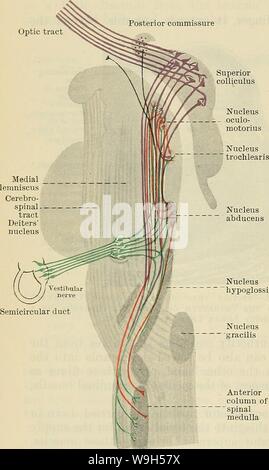 Archiv Bild ab Seite 623 von Cunningham's Lehrbuch der Anatomie (1914) Stockfoto