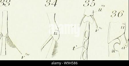 Archiv Bild ab Seite 628 Eine Einführung in die Entomologie, oder. Eine Einführung in die Entomologie, oder, Elemente der natürlichen Geschichte der Insekten: mit Platten CUbiodiversity 5061101-9656 Jahr: 1822 (f42 p' 22 46 17 13 23 28 24 99 30 34 82 rfete/26 V'21 31'38 39 j46 '47 4 £ 49 32 - 50 54 54 55 Stockfoto