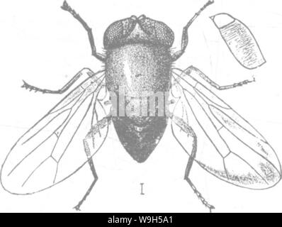 Archiv Bild ab Seite 637 Der Enzyklopädie von praktischen Gartenbau; Stockfoto